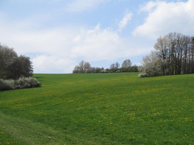 Jaro v Koninch.