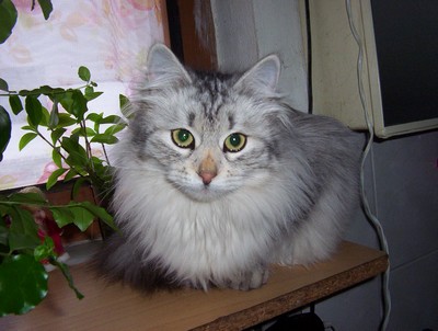 Diana Maya Charmed Cats,cz (kaj mi Mja): Krasavice Mja