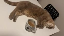 Jak� felinoterapie?! D�v�m si prost� sv�ch dvacet minutek s mami u sn�dan� 🤭