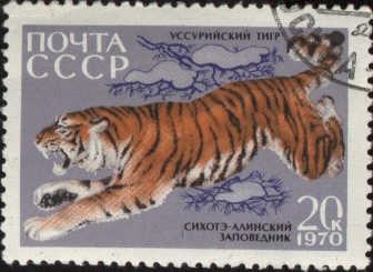 Nzev: Ussurijsk tygr / Vystavovatel: Maxk