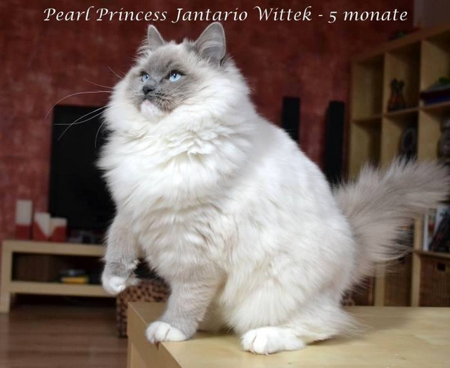 Plemeno koek ragdoll - Pearl Princess Jantario Wittek, blue mitted, 5 msc