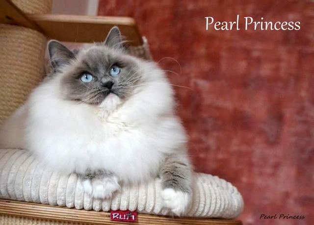 Plemeno koek ragdoll - Pearl Princess Jantario Wittek, blue mitted