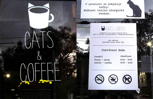 Cats & Coffee, Hradec Krlov