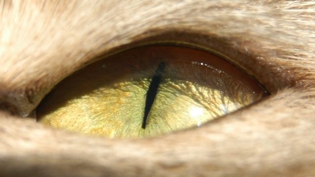 Veterinrn poradna: Zasten oko u ragdollky a zmna jeho barvy