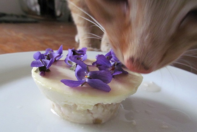 Vame pro koky: recept na Plamnkv narozeninov dortk - Ozdobme fialkami