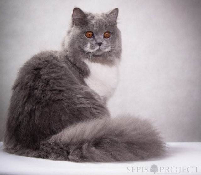 Britsk dlouhosrst koka / British Longhair Cat