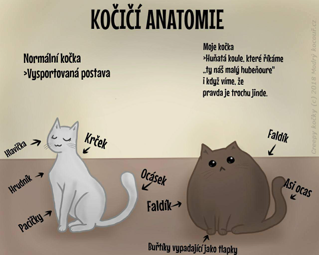 Komiks Creepy koky: Koi anatomie. Modr kocou.cz