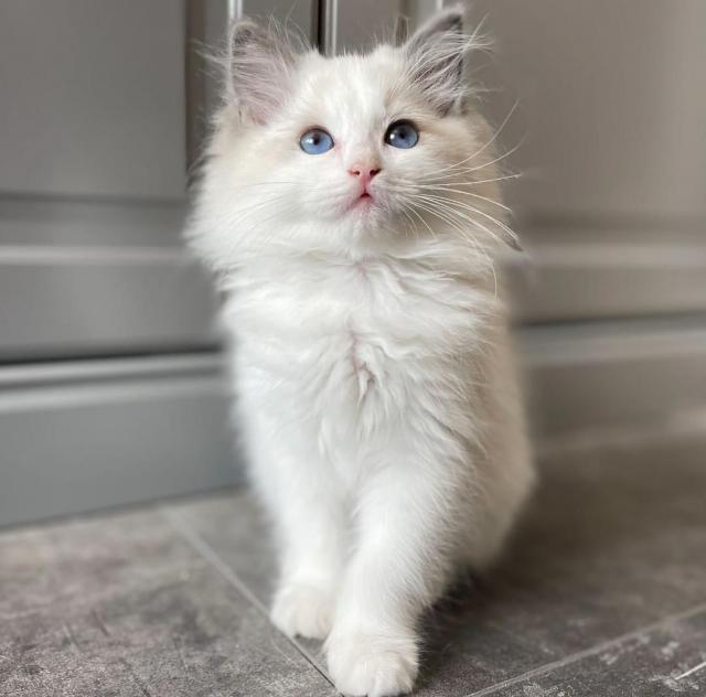Koata plemene Ragdoll k adopci
