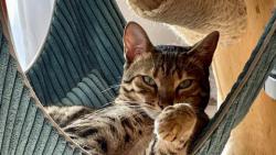 Audience zan&#128568;, milostiv vm dovolm polbit mi packu&#128573;&#128062;