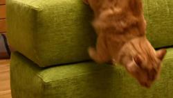 2/2 Prej ale moud�ej�� ustoup�, tak se pomalu a elegantn� p�esunu jinam...