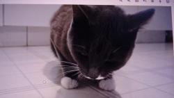 Nugget : M�am, dostal jsem dobr�tku, su�en� ku��tko.