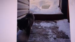 Nugget : �el jsem obhl�dnout raj�n, ale nebavilo m� to tam. Bylo m�nus  dvacet p�t, tak jsem se vr�til do tepla a cel� odpoledn� jsem byl na�tvan� a v jednom kuse jsem brblal.