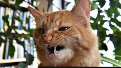 Kry�p�na m� prej venku bezva kocoura a ��kala, �e ho ve�er p�ivede p�edstavit.