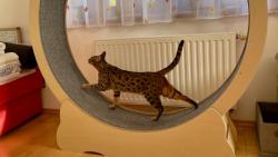 Pilně trénuji, brzy budu mít sto jarních kilometrů 😹😹😹 a nejraději běhám v kole, když si pustí večer televizi😎