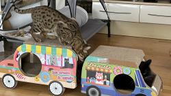 Hele, Macík se mi schoval do autíčka 😹