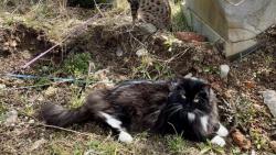 Naše nejoblíbenější místo na zahradě 😹