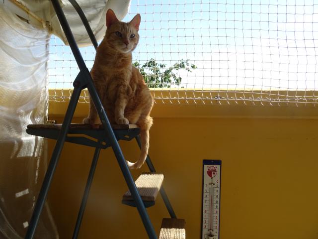 Dopoledne jsem �el na chv�li na balkon. M��u ��ct, �e tam bylo opravdu teplo.