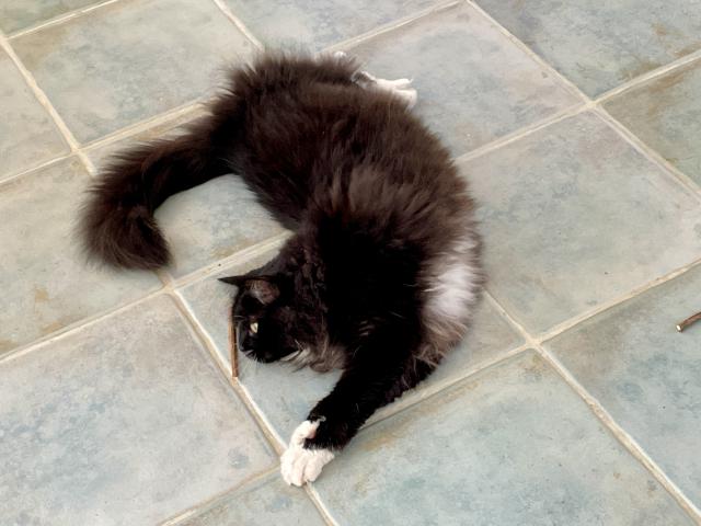 Um�m se kroutit jak h�d�😹