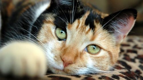 Souvisí agresivita s barvou kočky?