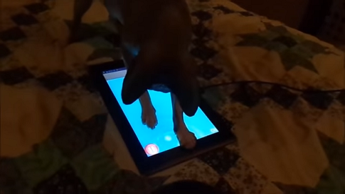Video: Koka a tablet