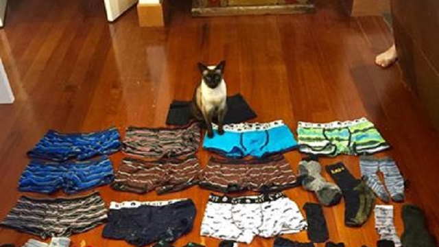 Kočka na Novém Zélandu ukradla 60 kusů spodního prádla