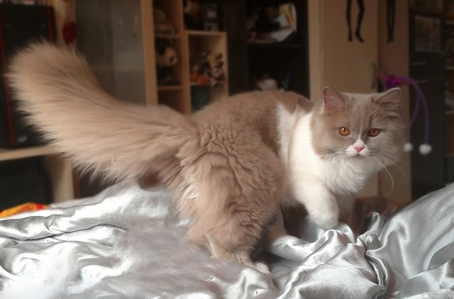 Britsk dlouhosrst koka / British Longhair Cat