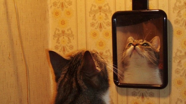 Otzka dne: Jak reaguj vae koky na zrcadlo?