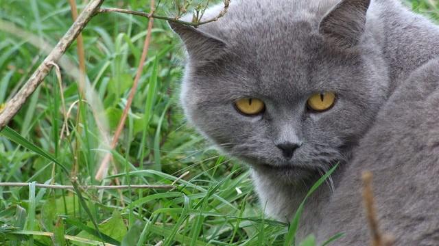 Veterinární poradna: Kočka s koťaty je agresivní vůči další kočce